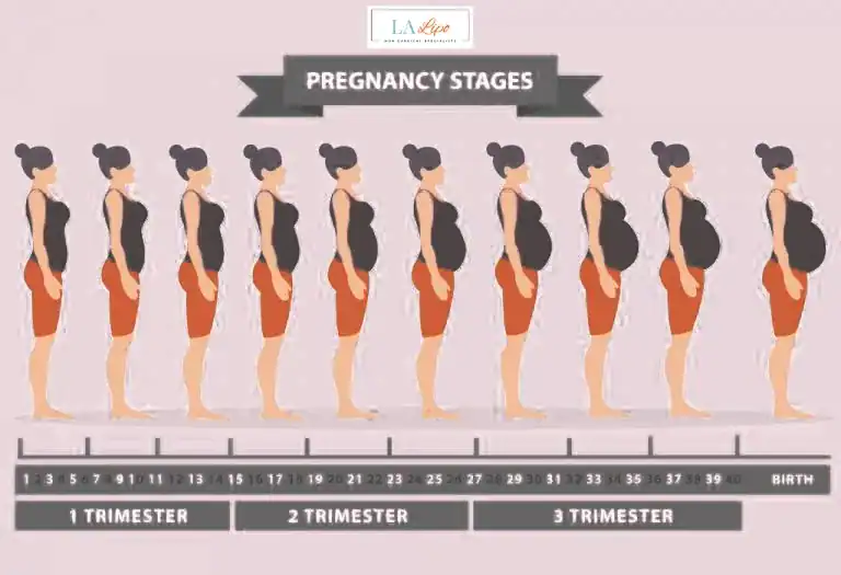 First Trimester (Weeks 1–12): Early Changes You Might Not Notice Rhyl